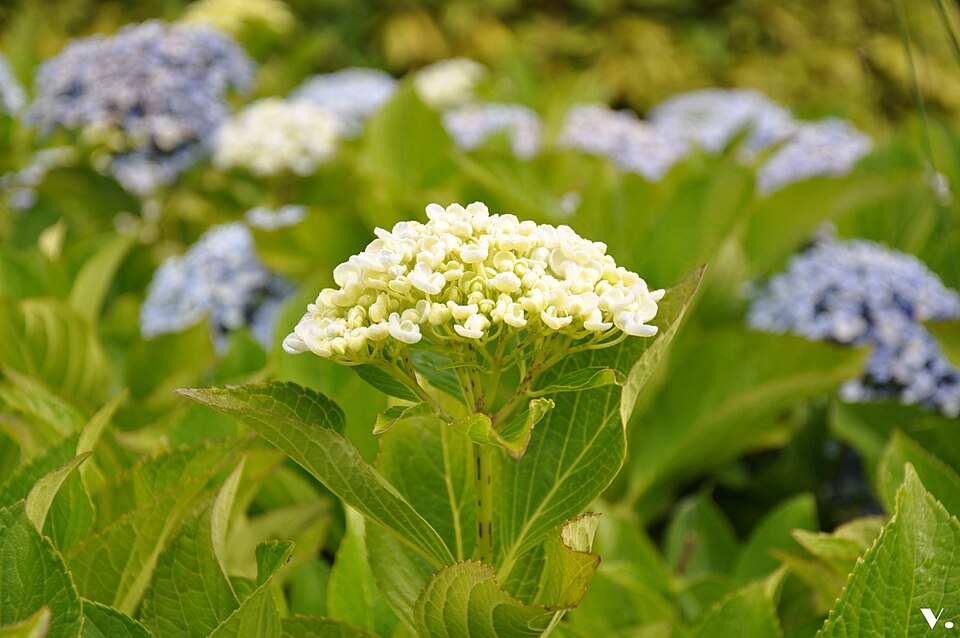 Hydrangea macrophylla 'Ayesha' (Ayesha Hydrangea) (alternate view 3)