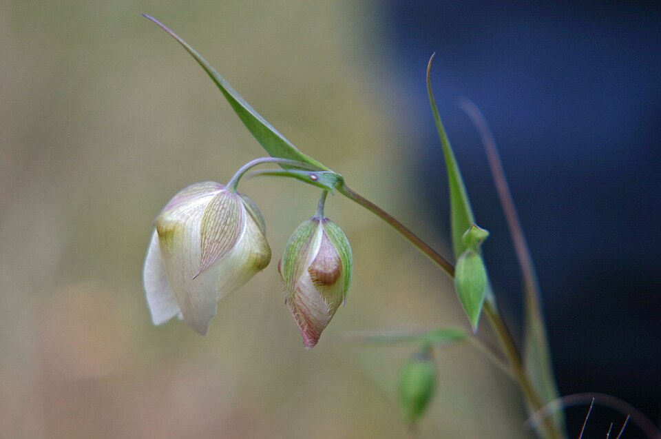 Calochortus albus (White Globe Lily) (alternate view 6)