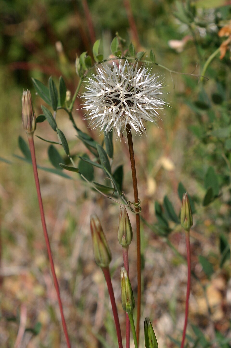 Achyrachaena mollis (Blow Wives) (alternate view 4)