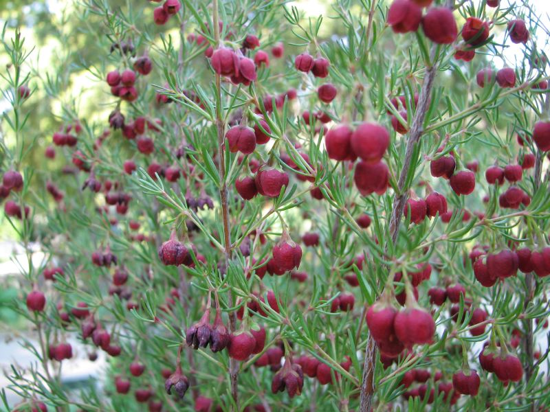 Boronia megastigma, Brown boronia — upright evergreen (Rutaceae) (image 1 of 10)