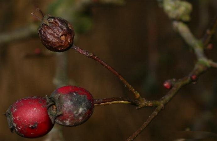 Crataegus laevigata (English Hawthorn) (alternate view 6)