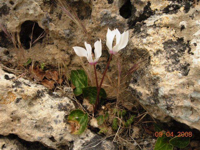 Cyclamen persicum (Florist's Cyclamen) (alternate view 6)