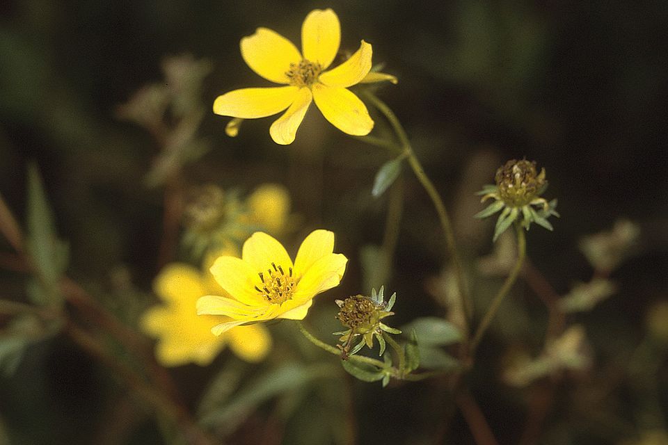 Bidens aristosa (Bearded Beggarticks) (alternate view 6)