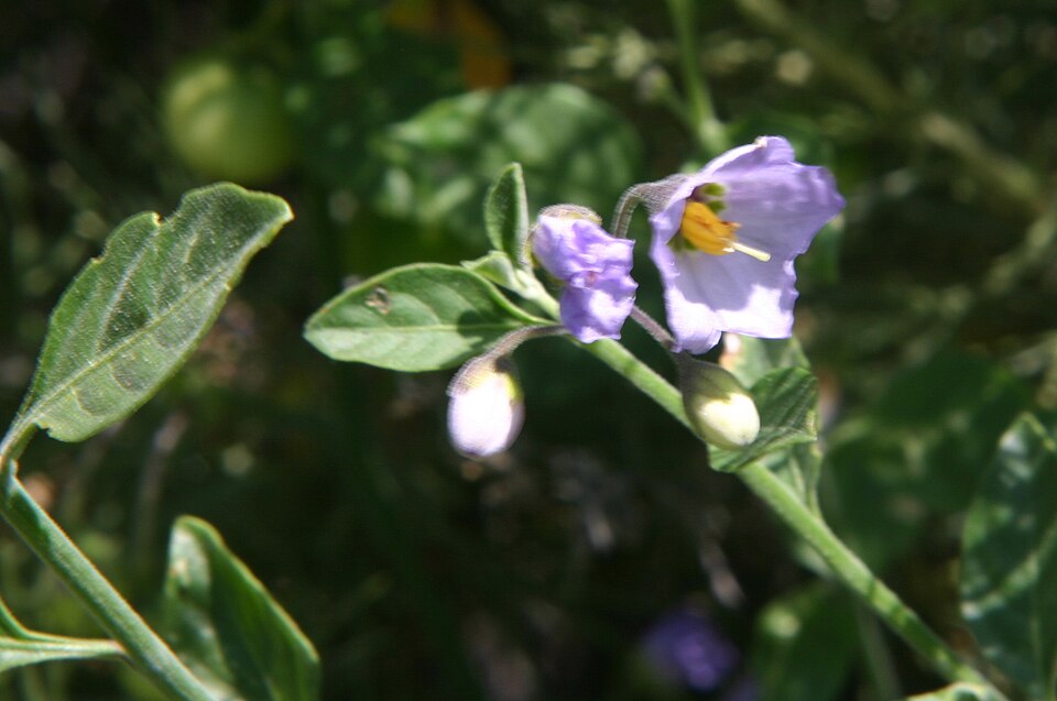 Solanum umbelliferum (bluewitch nightshade)