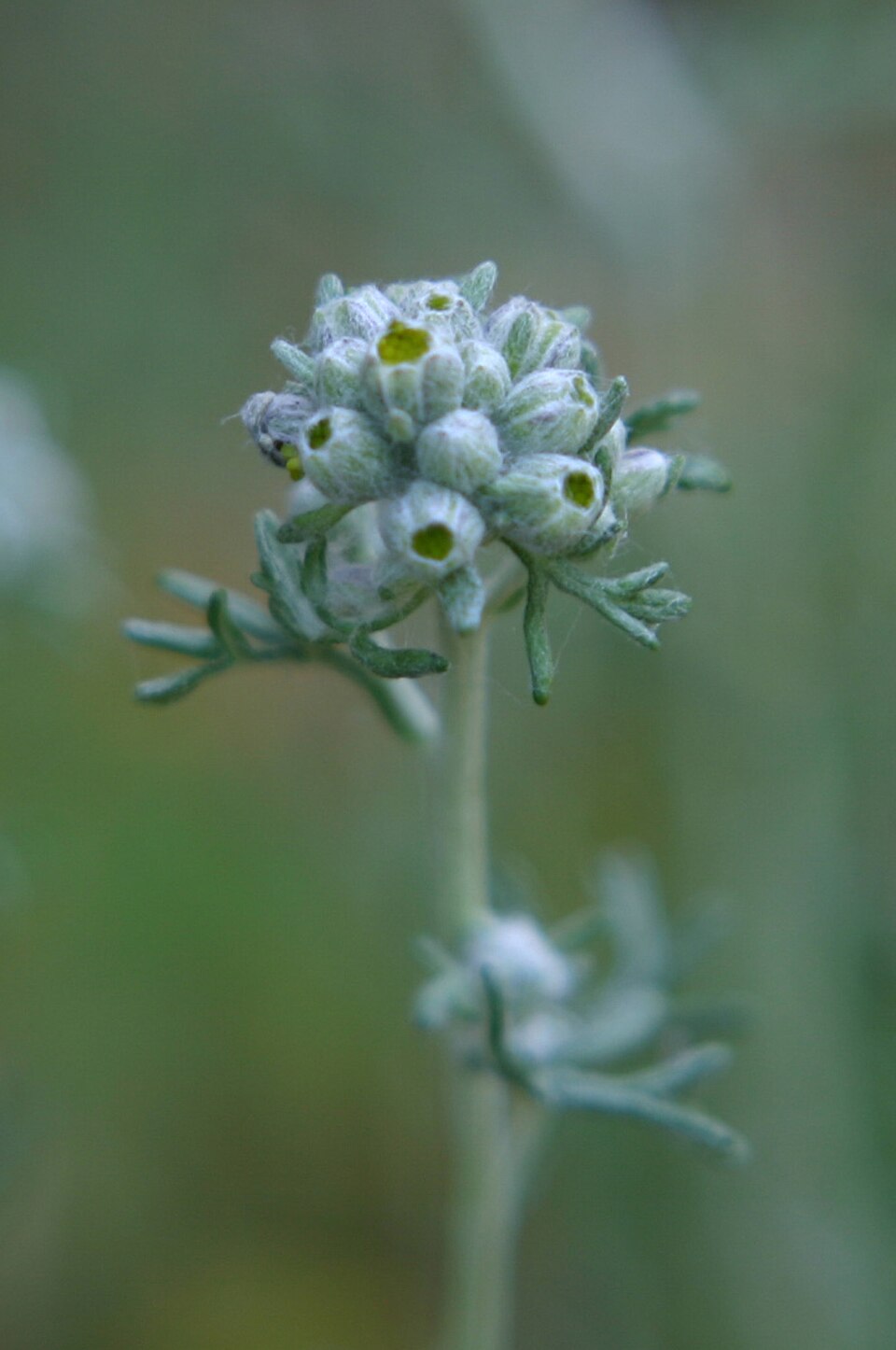 Eriophyllum confertiflorum (Golden Yarrow)