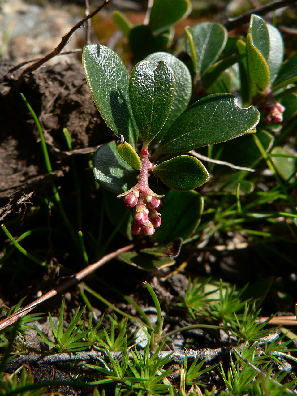 Arctostaphylos uva-ursi (kinnikinnick) (alternate view 9)