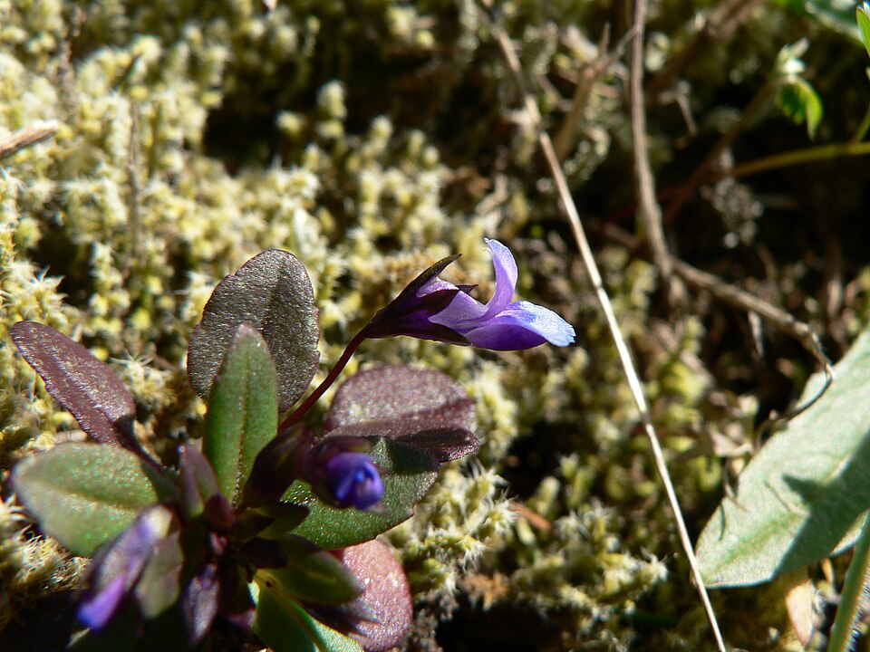 Collinsia parviflora (small-flowered blue-eyed mary) (alternate view 9)