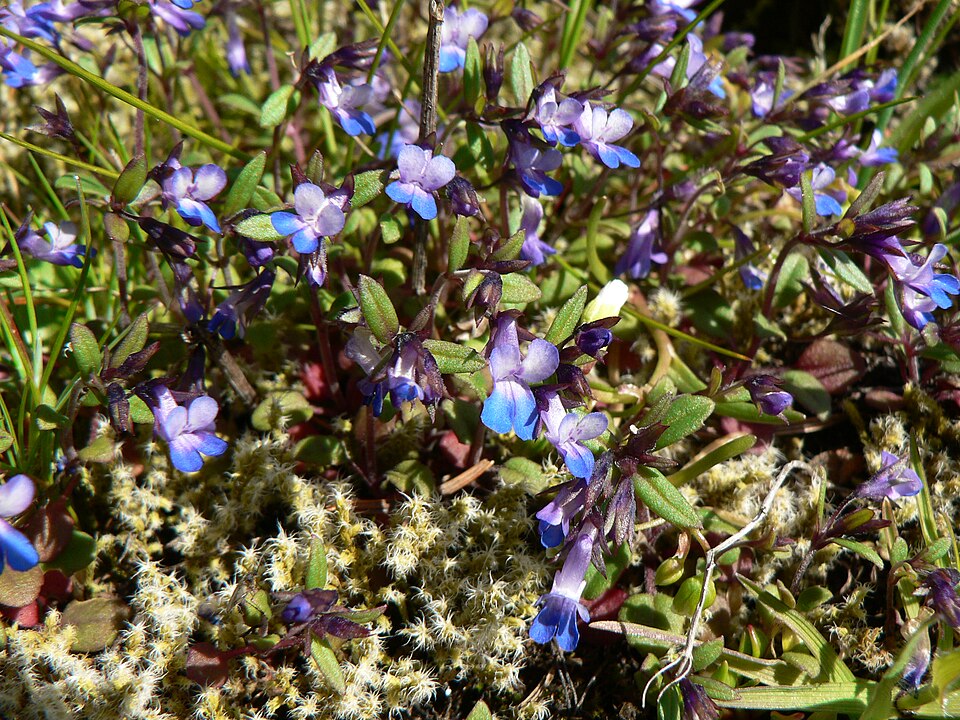 Collinsia parviflora (small-flowered blue-eyed mary) (alternate view 10)