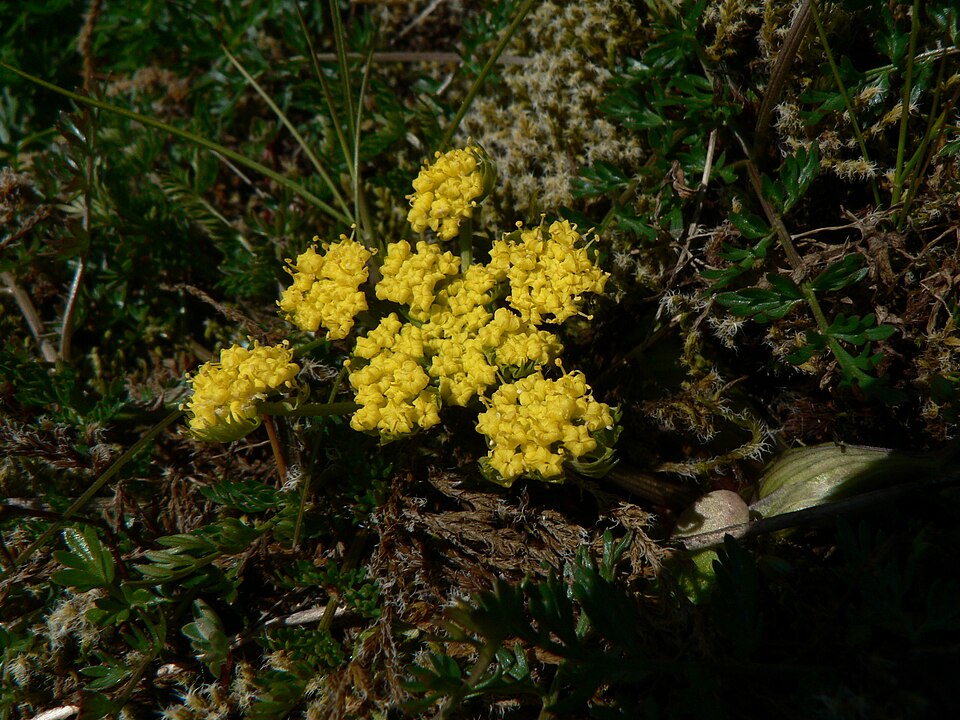 Lomatium utriculatum (Spring Gold Biscuitroot) (alternate view 5)