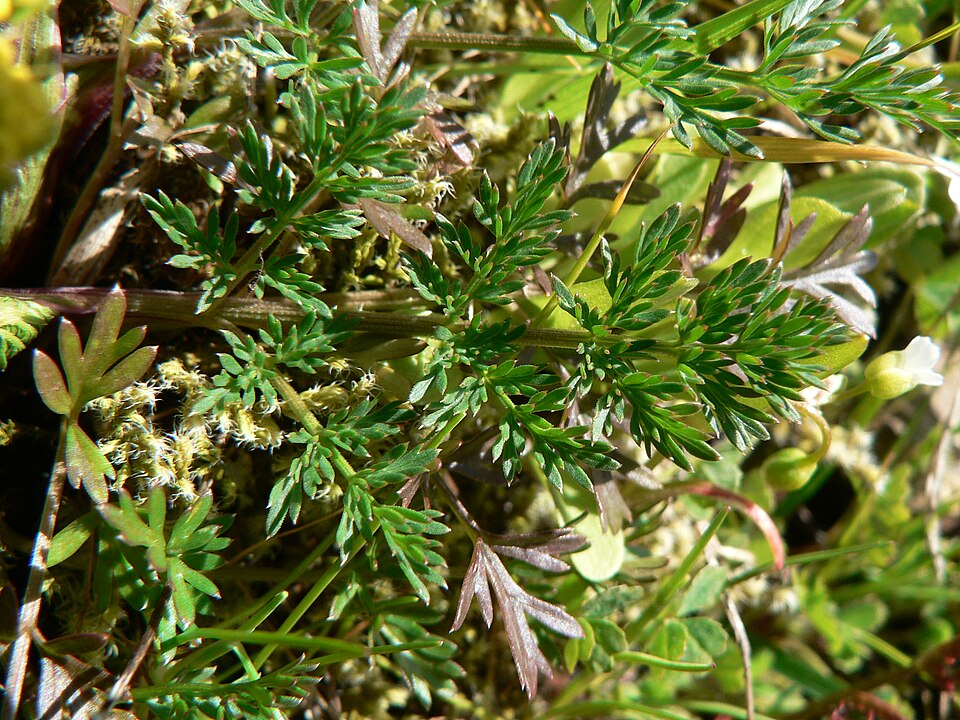 Lomatium utriculatum (Spring Gold Biscuitroot) (alternate view 6)