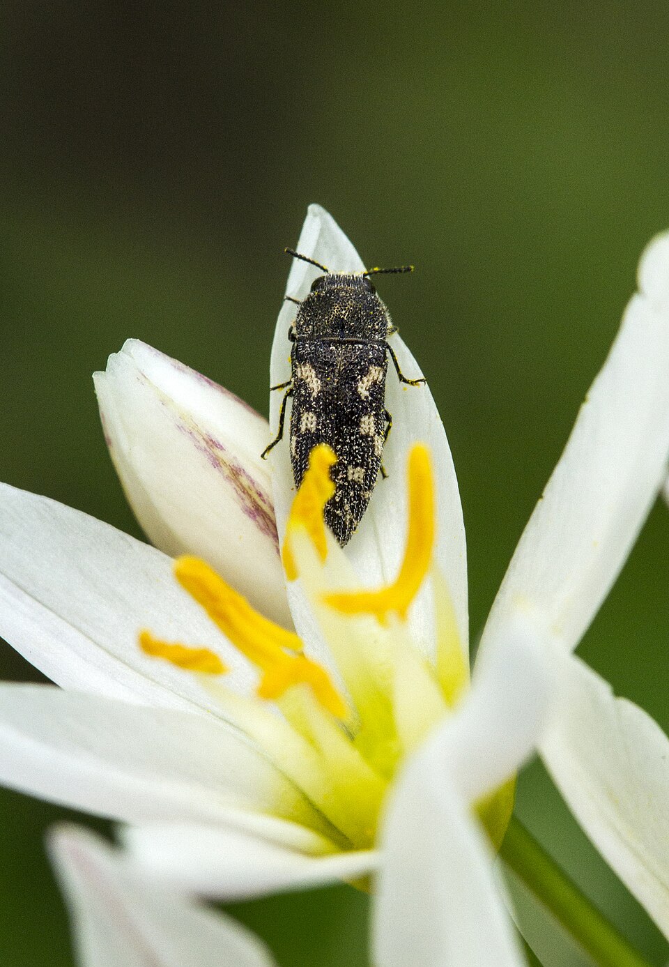 Nothoscordum bivalve (crowpoison)