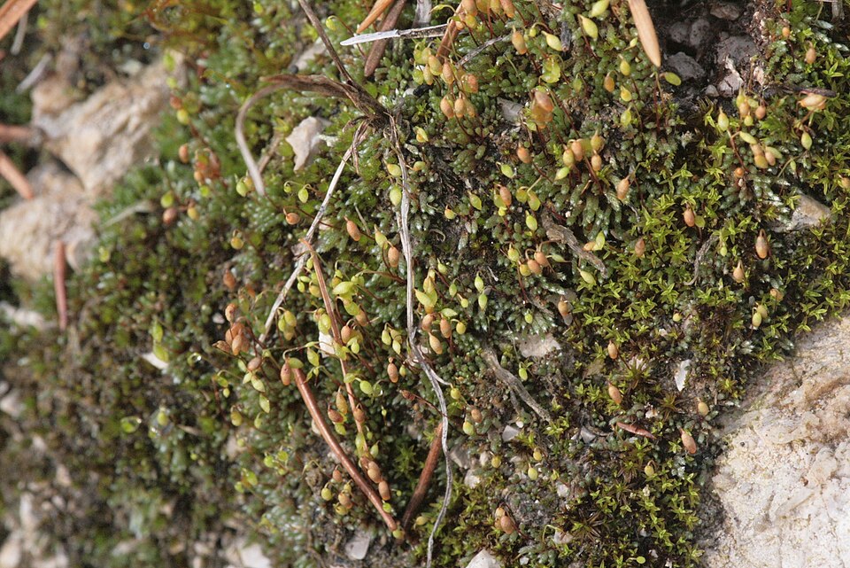 Bryum argenteum (Silvery Bryum)