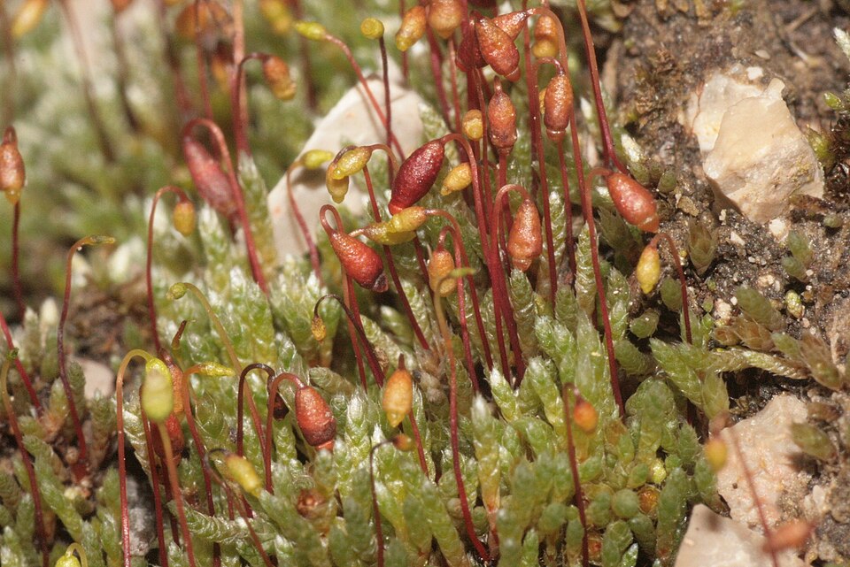 Bryum argenteum (Silvery Bryum)