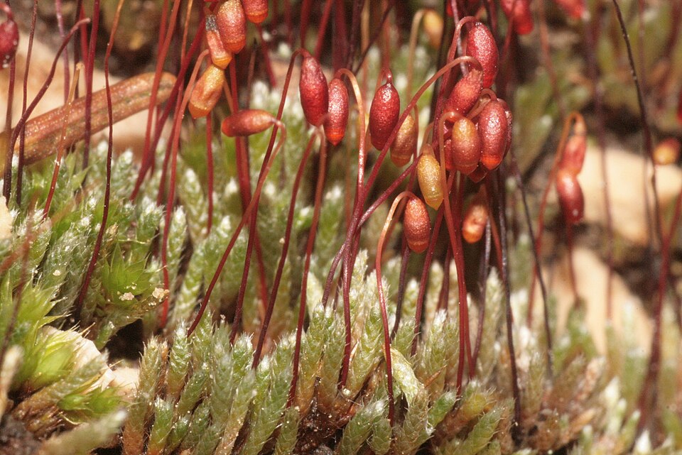 Bryum argenteum (Silvery Bryum)