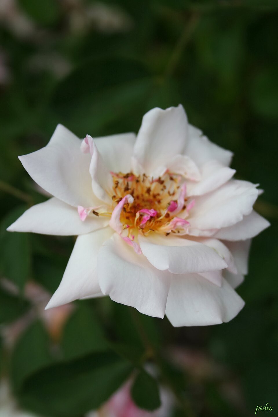 Rosa 'Felicia' (Felicia Rose) (alternate view 4)
