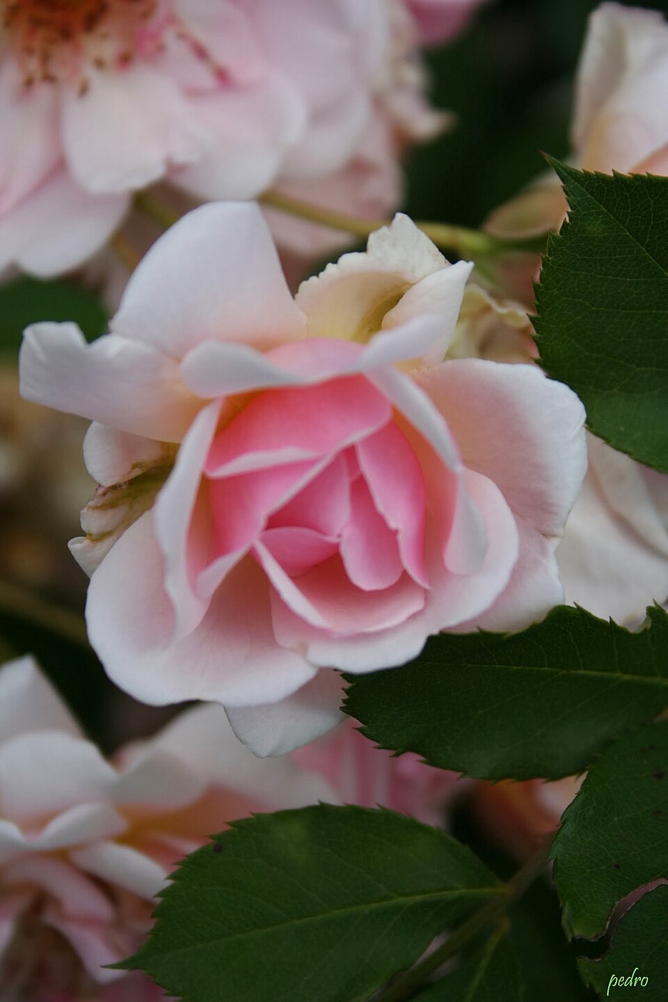Rosa 'Felicia' (Felicia Rose) (alternate view 5)