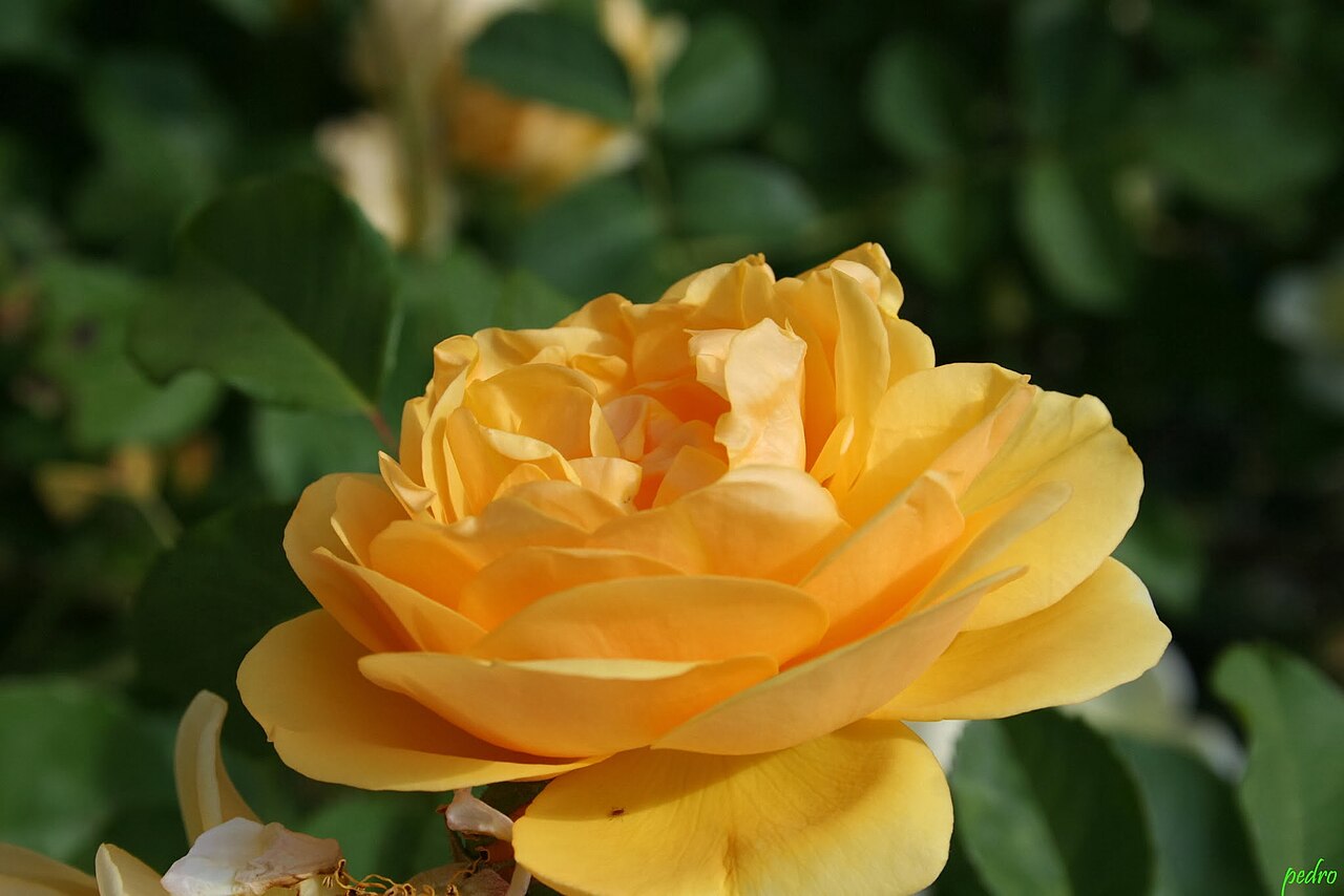 Rosa 'Graham Thomas', Rose 'Graham Thomas' — upright deciduous (Rosaceae) (image 4 of 10)