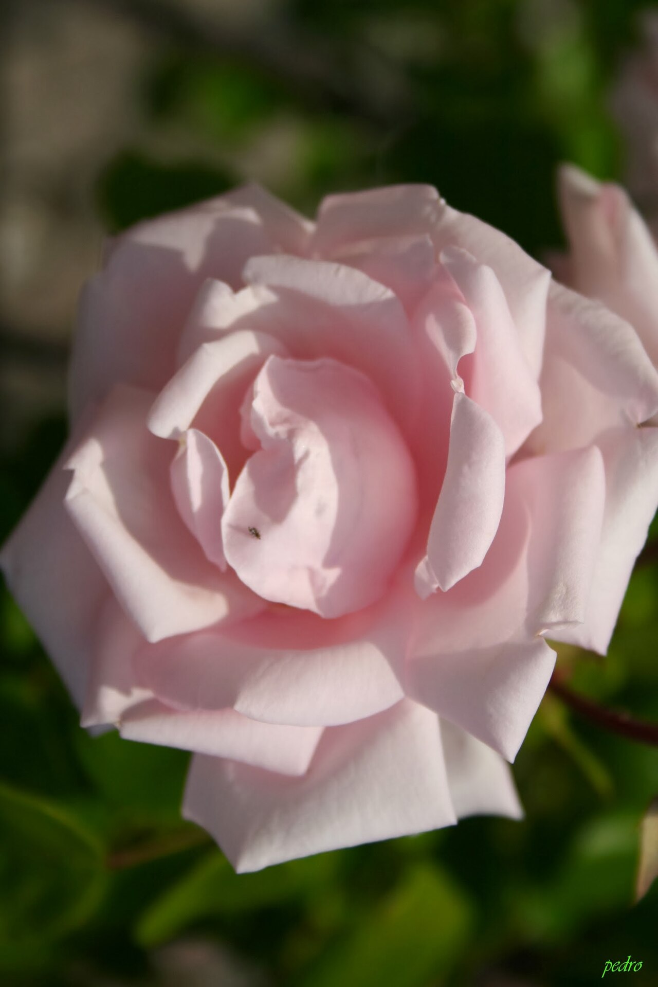 Rosa 'New Dawn', New Dawn climbing rose — climbing deciduous (Rosaceae) (image 5 of 9)