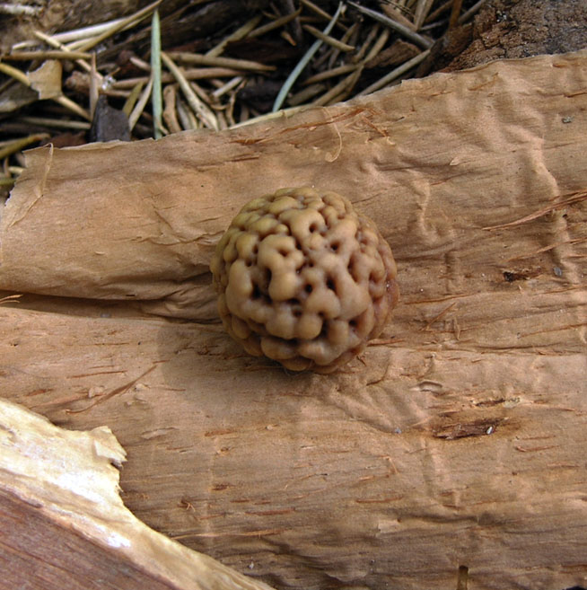 Santalum acuminatum (Desert Quandong)