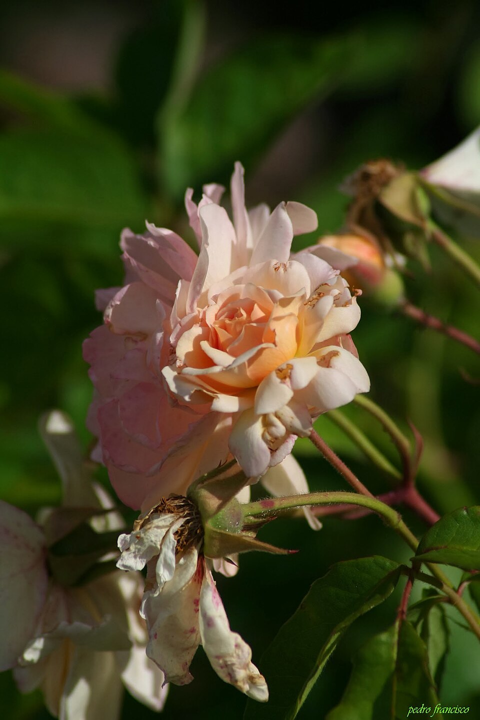 Rosa 'Buff Beauty' (Buff Beauty Rose) (alternate view 2)