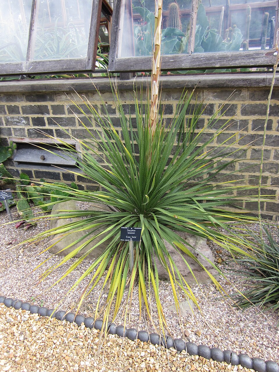 Dasylirion texanum (Texas sotol) (alternate view 9)