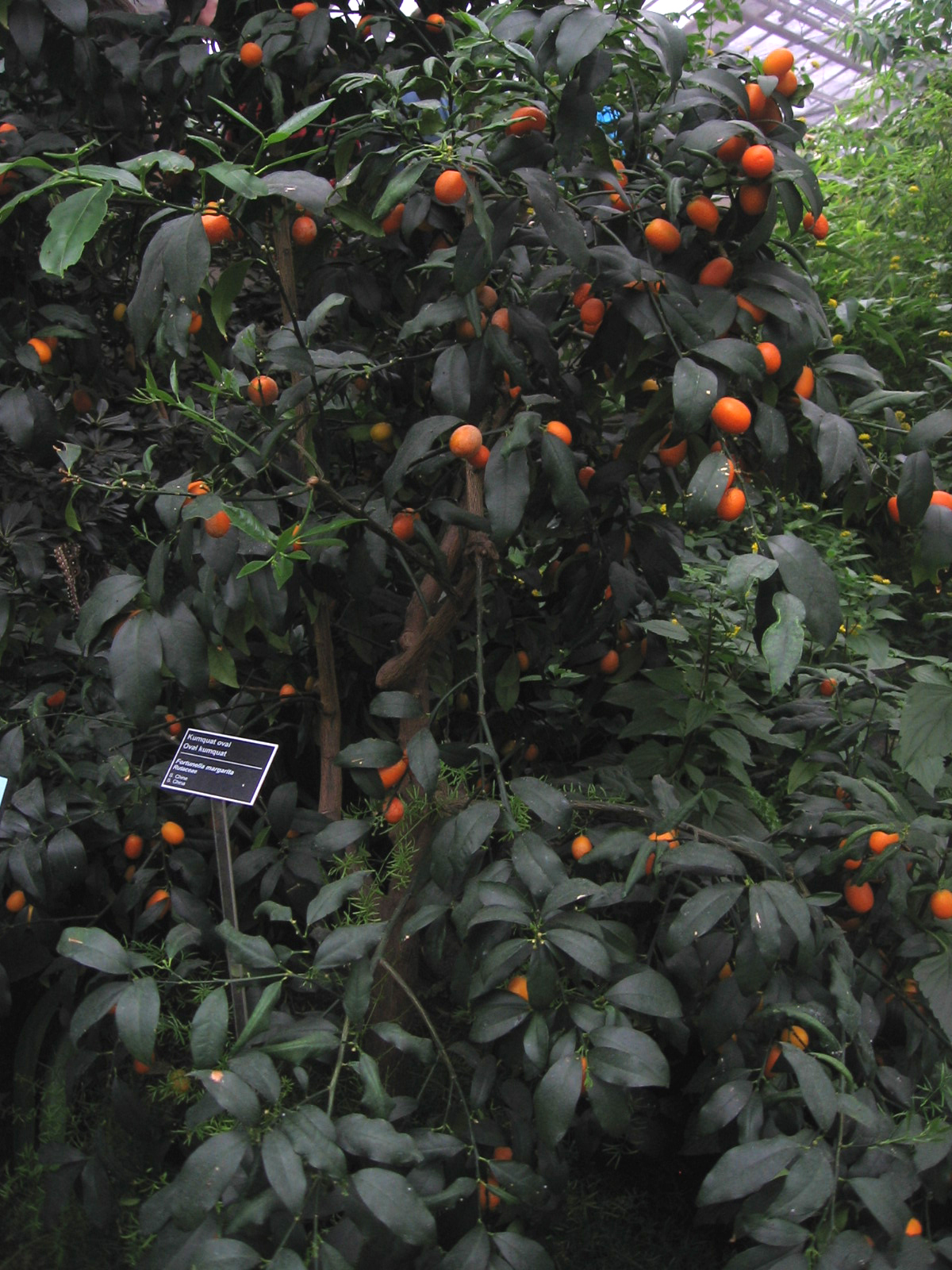 Citrus japonica, Kumquat — upright evergreen (Rutaceae) (image 5 of 7)