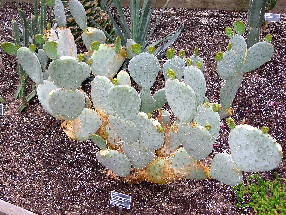 Opuntia macrorhiza (prairie pricklypear) (alternate view 6)