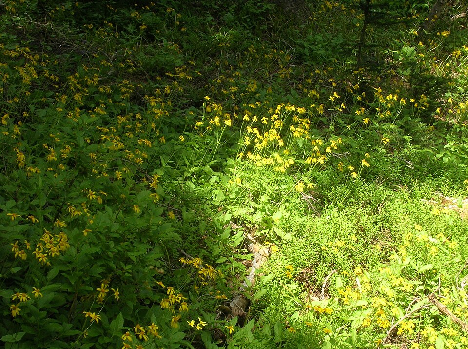 Arnica cordifolia (heartleaf arnica) (alternate view 6)