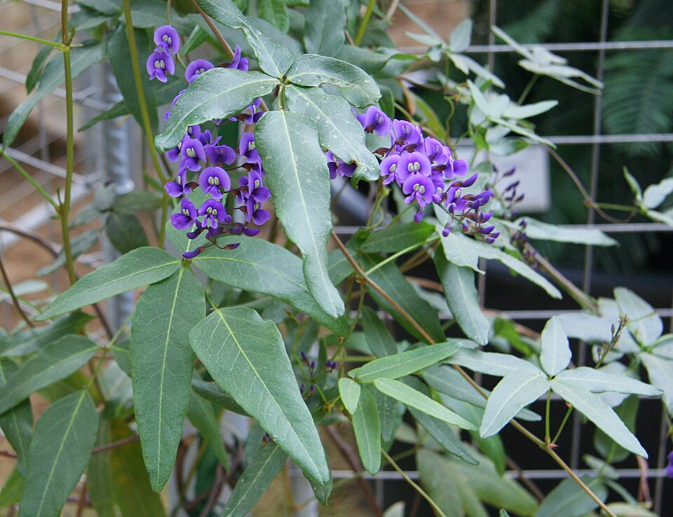 Hardenbergia comptoniana (Native wisteria) (alternate view 2)