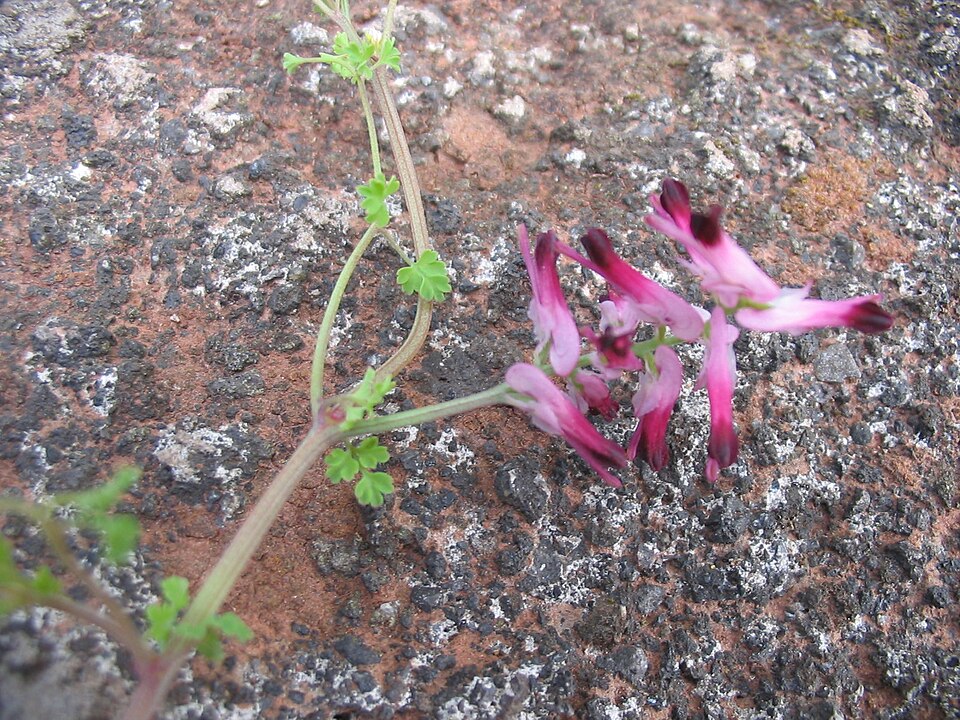 Fumaria capreolata (white ramping-fumitory)