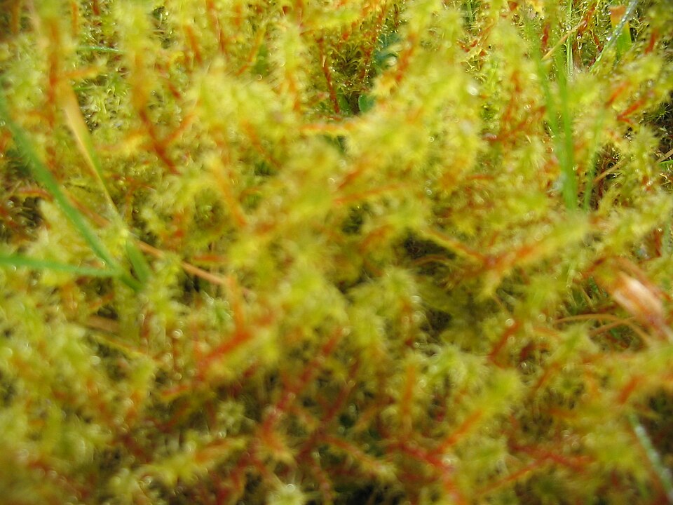 Rhytidiadelphus squarrosus (Square Gooseneck Moss)