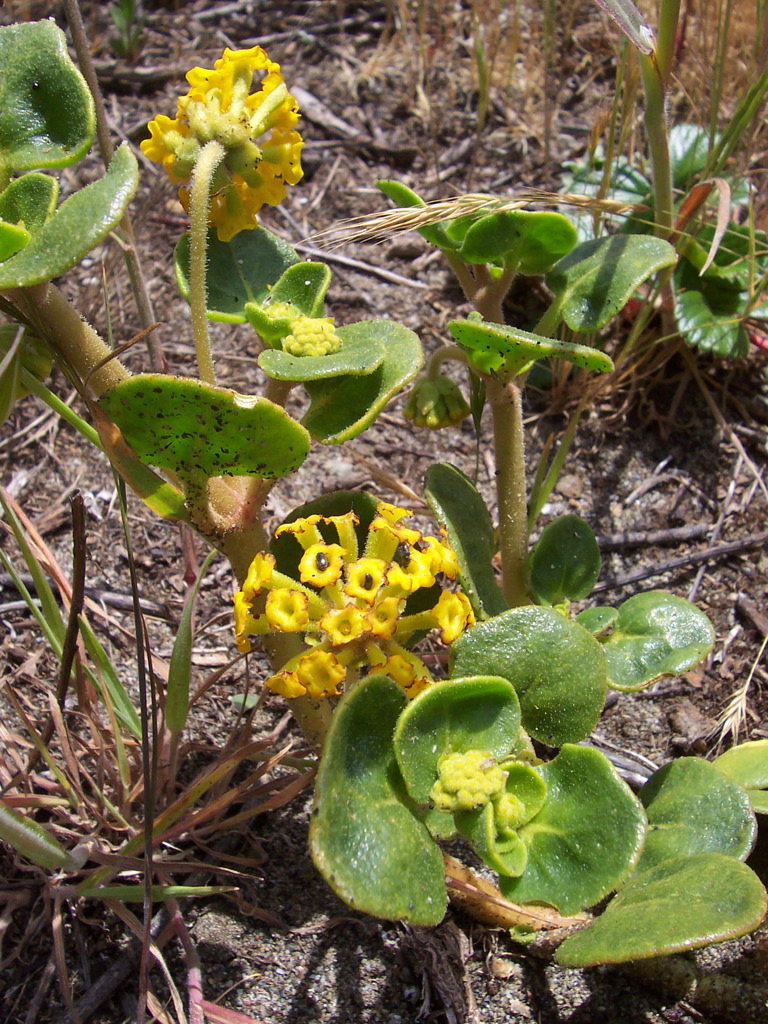 Abronia latifolia (Yellow Sand Verbena)