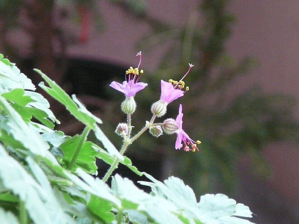 Geranium macrorrhizum (Bigroot Geranium) (alternate view 9)