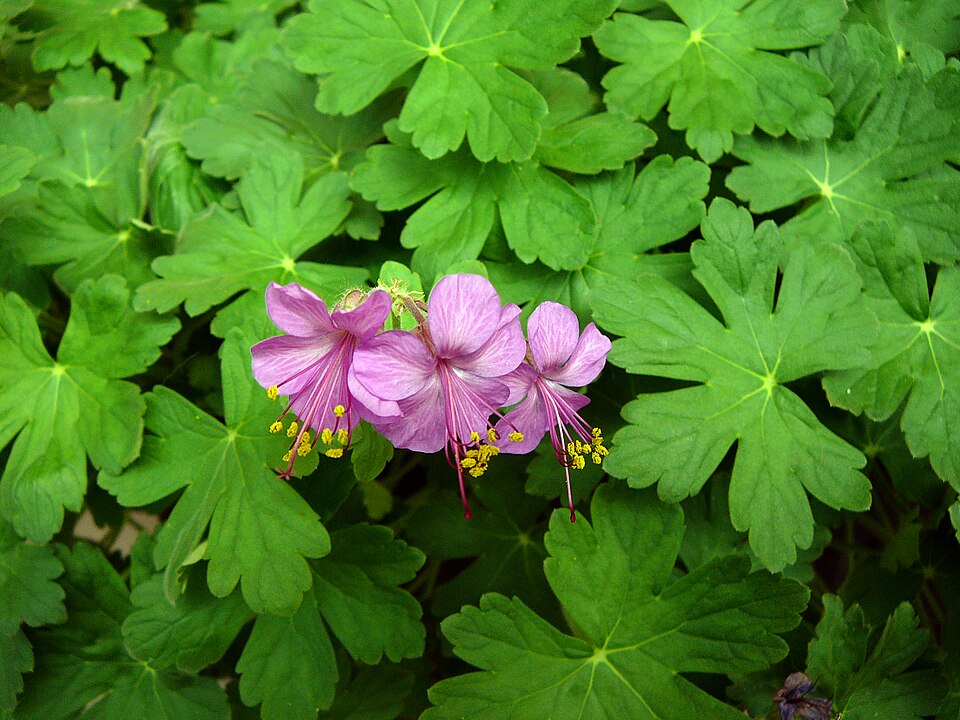 Geranium macrorrhizum (Bigroot Geranium) (alternate view 10)