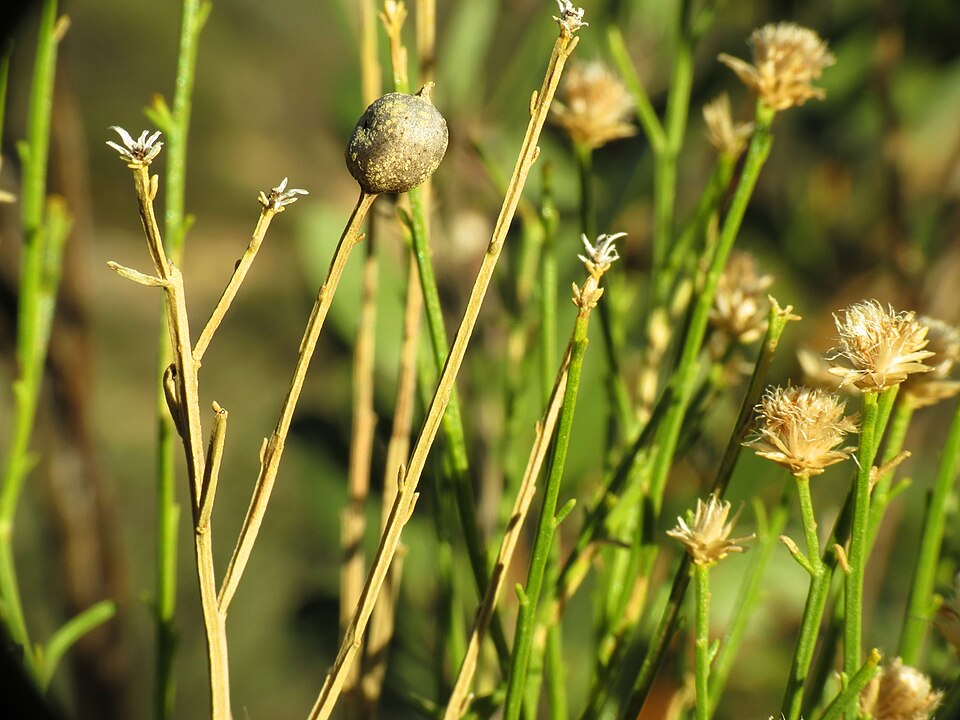 Baccharis sarothroides (Desert Broom) (alternate view 8)