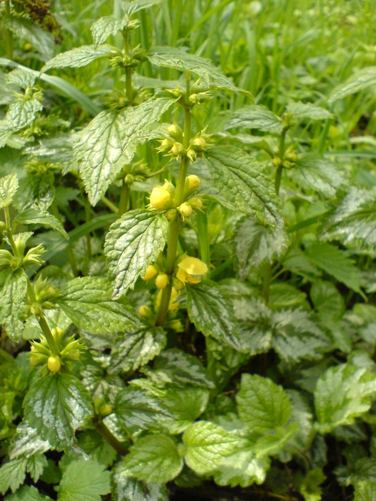 Lamium galeobdolon (yellow archangel)