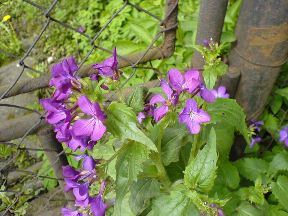 Lunaria annua (moneyplant) (alternate view 8)