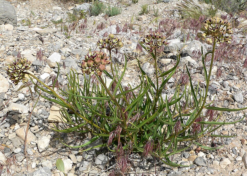 Asclepias asperula (Antelopehorn Milkweed)