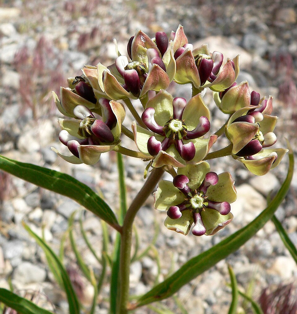 Asclepias asperula (Antelopehorn Milkweed)