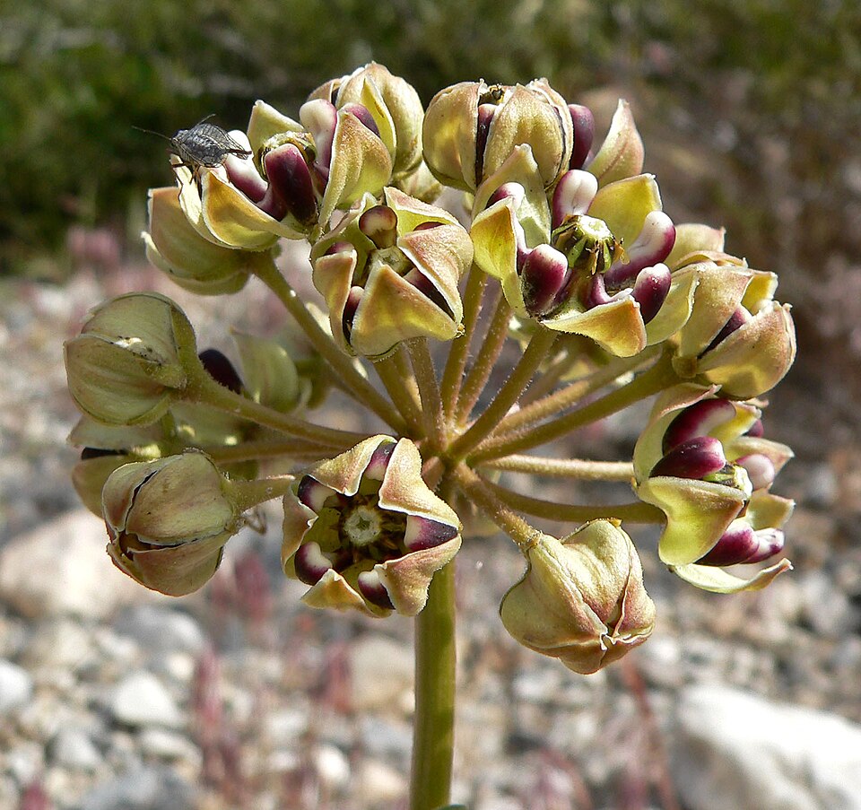 Asclepias asperula (Antelopehorn Milkweed)
