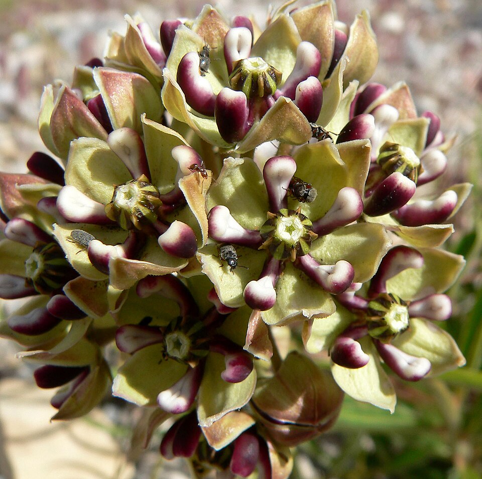 Asclepias asperula (Antelopehorn Milkweed)
