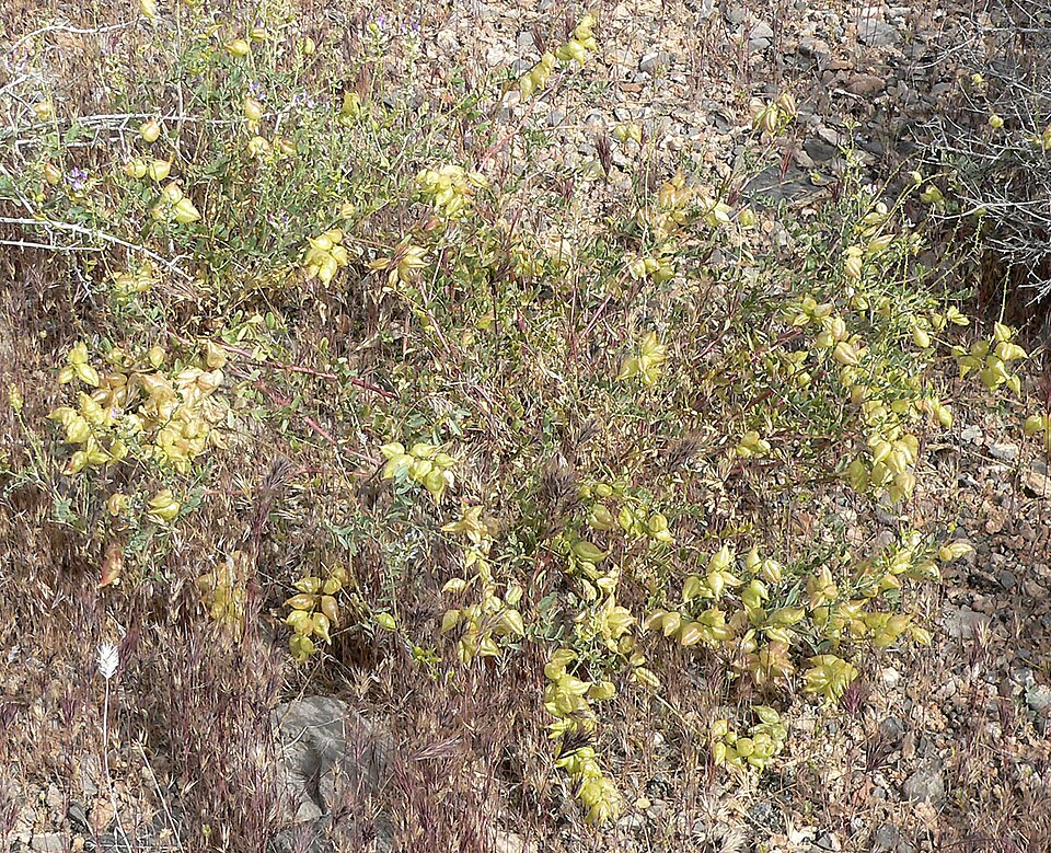 Astragalus lentiginosus (Freckled Milkvetch) (alternate view 5)