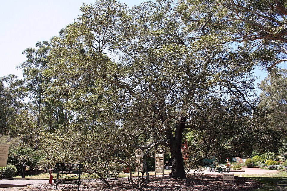 Alphitonia excelsa (Red Ash)