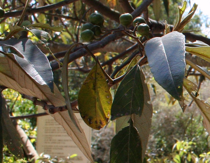 Alphitonia excelsa (Red Ash) (alternate view 2)