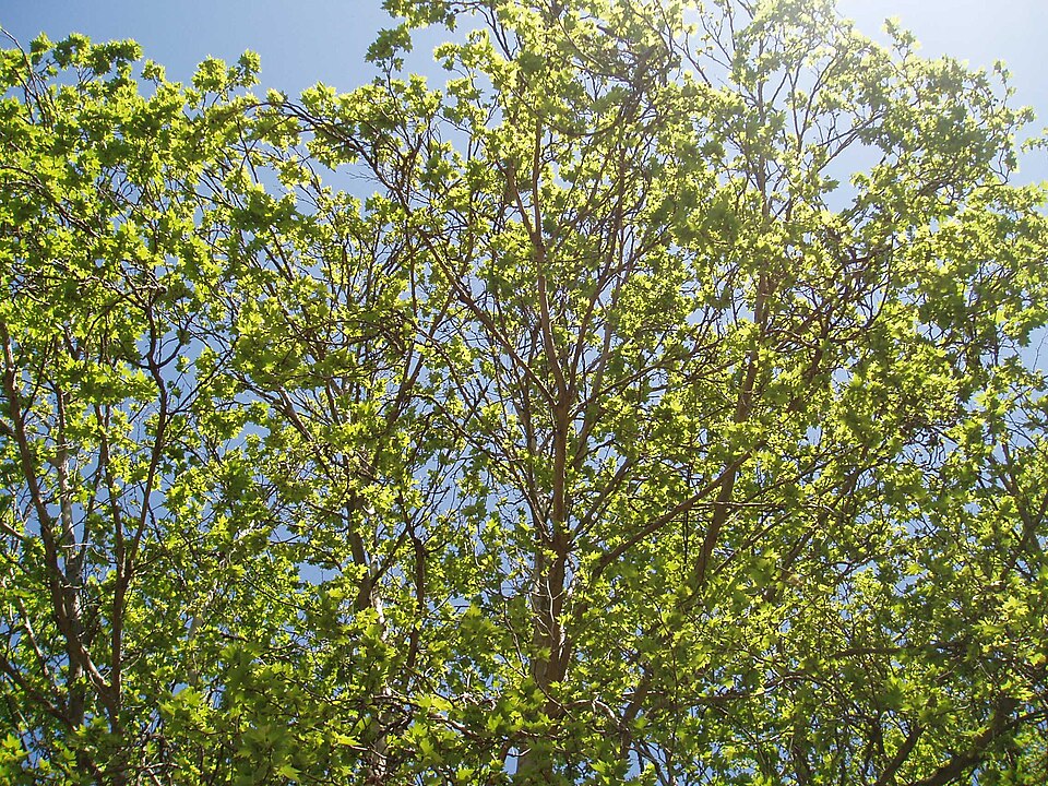 Platanus × hispanica (London Plane) (alternate view 7)