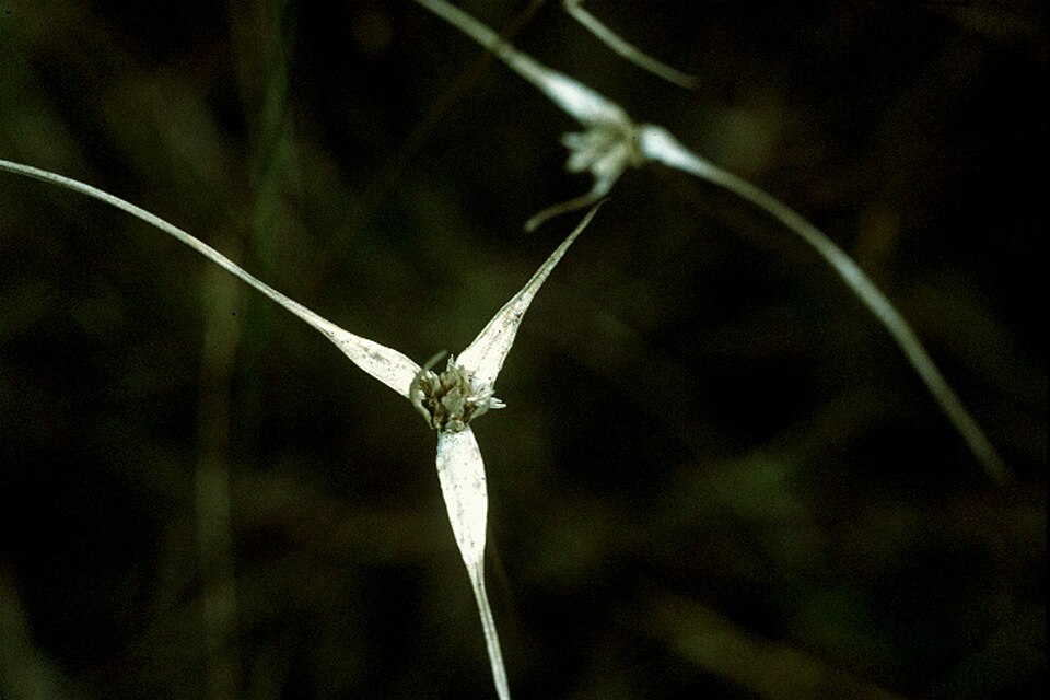 Rhynchospora colorata (White-Top Sedge) (alternate view 6)
