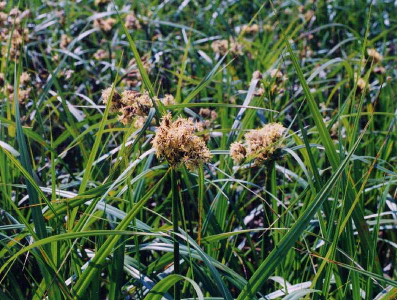 Scirpus atrovirens (dark green bulrush) (alternate view 5)