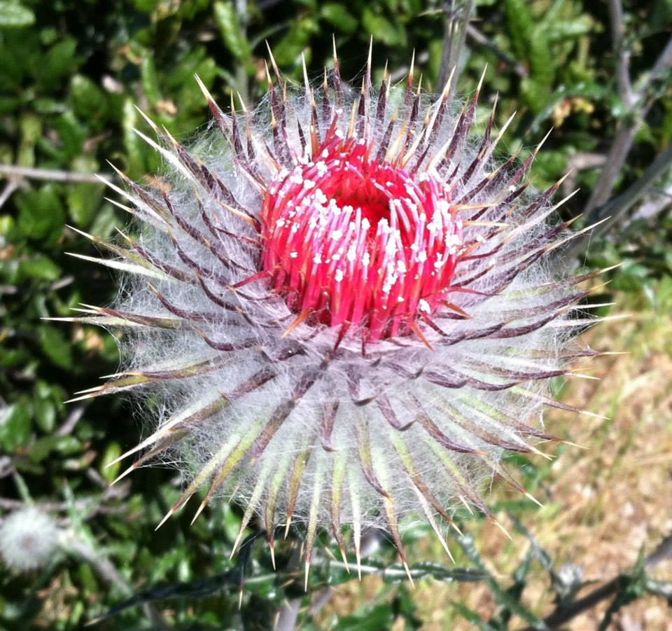 Cirsium occidentale (Cobwebby Thistle) (alternate view 8)