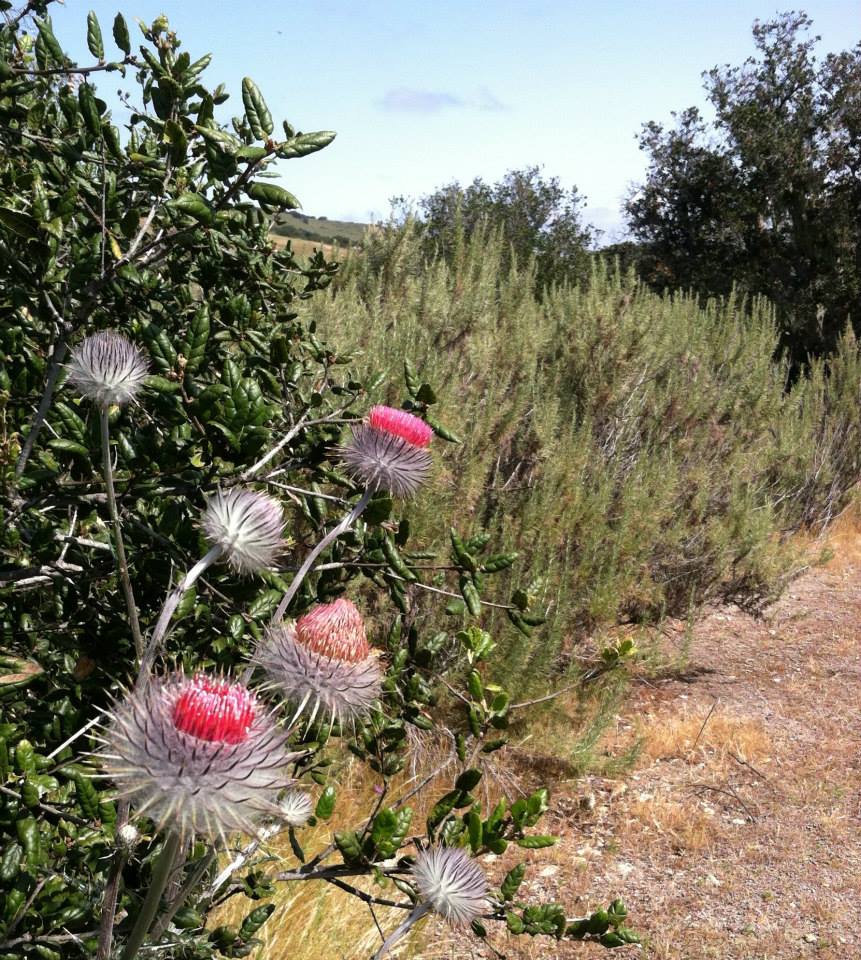 Cirsium occidentale (Cobwebby Thistle) (alternate view 9)
