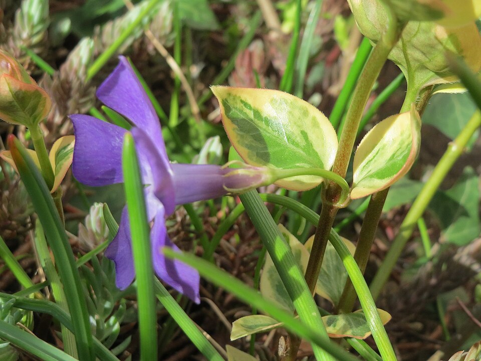 Vinca major 'Variegata' (variegated vinca major) (alternate view 3)